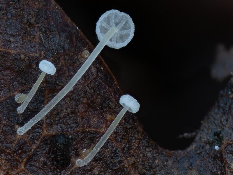 Mycena polyadelpha